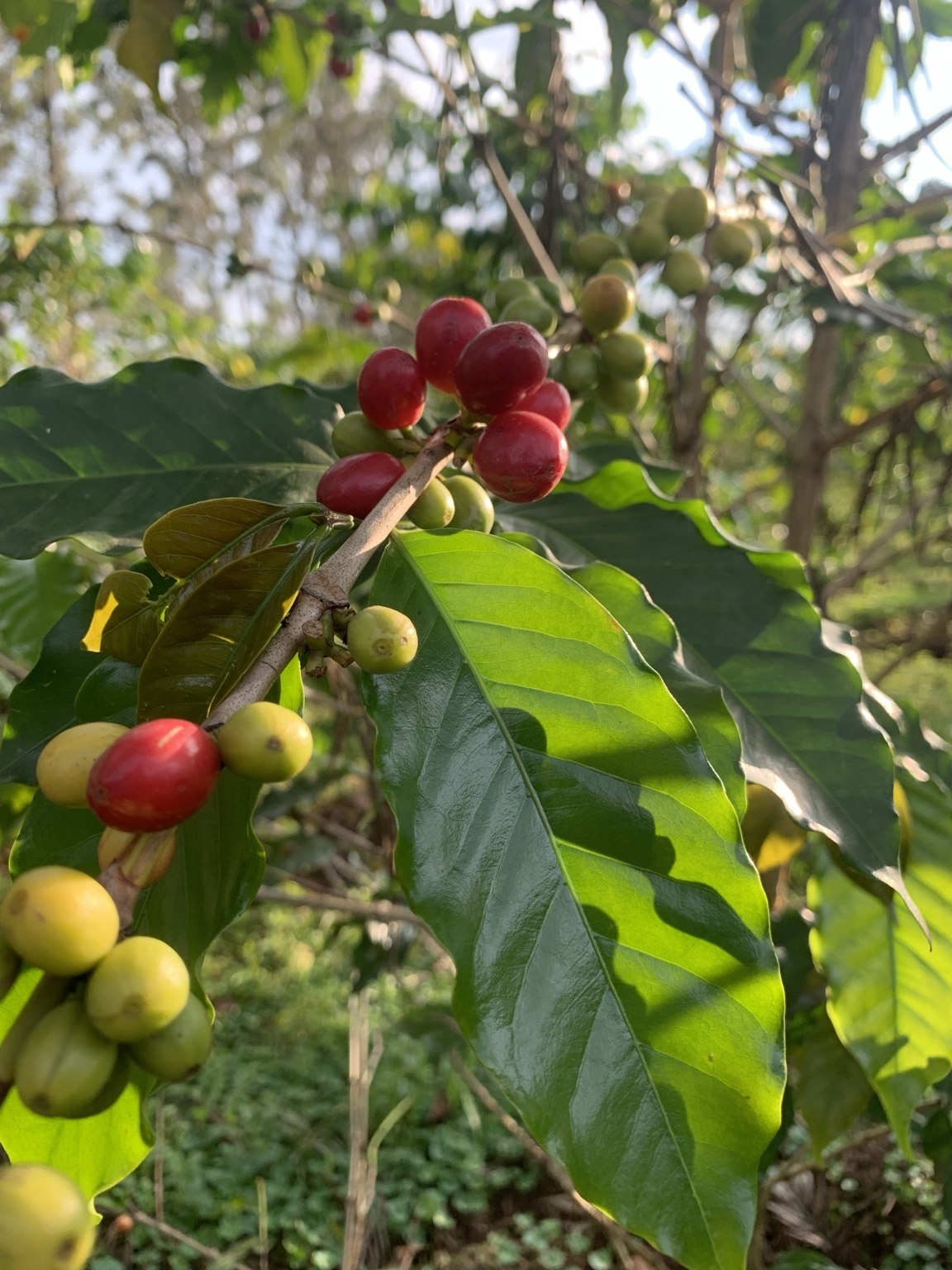 Coffee cherries growing in the field