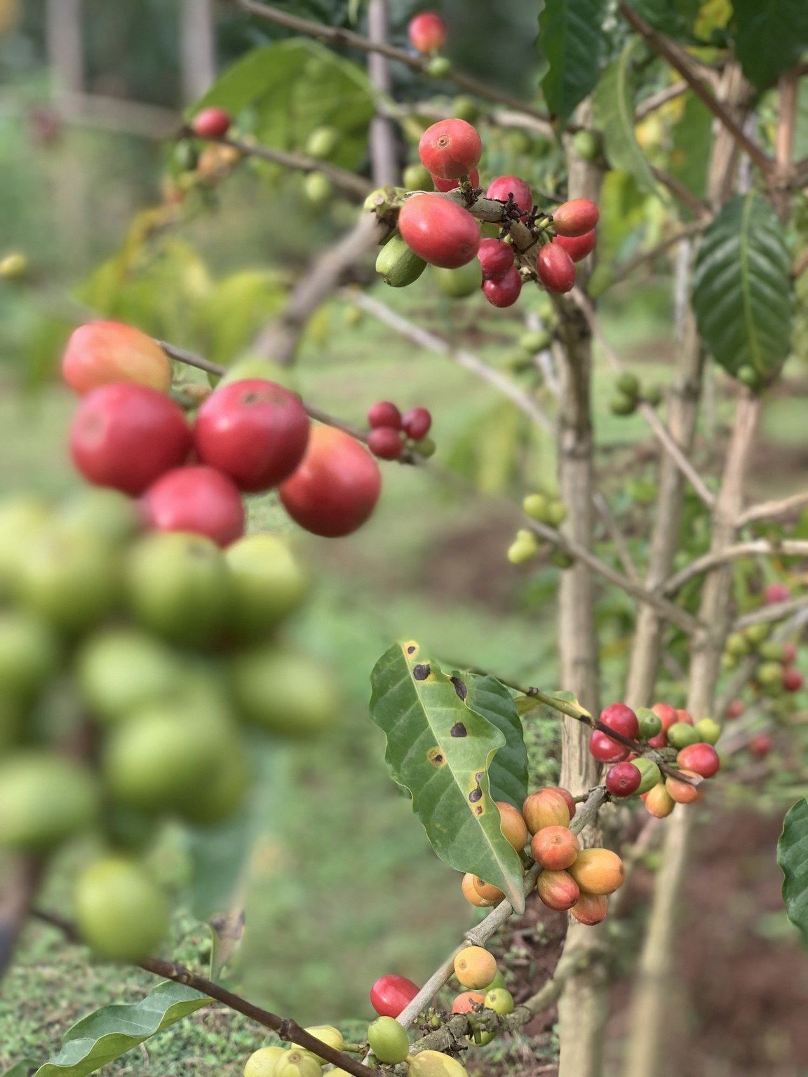 Red and green coffee cherries on a branch